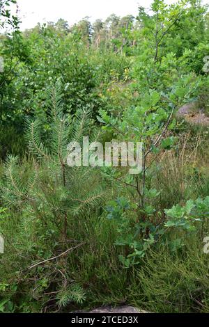Small pine sapling next to a small oak sapling in the grass of the Mechelse Heide national park Stock Photo