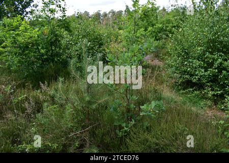 Small pine sapling next to a small oak sapling in the grass of th Mechelse Heide national park Stock Photo