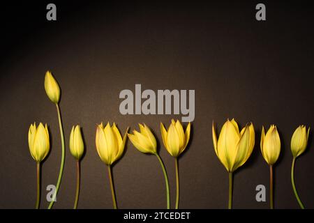 A row of yellow tulips on a black background Stock Photo