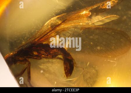 A small fly fossilised in Burmese Amber , 100 million years old and photographed at 2.5x magnification Stock Photo