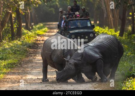 Rumbling Horns: Two powerful male Indian one horned rhinoceros fight to gain control of the territory. Stock Photo