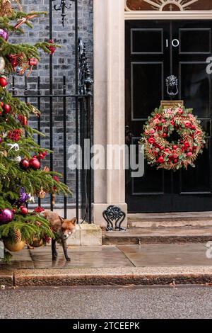 Downing Street, London, UK. 12th Dec, 2023. An urban fox (Vulpes vulpes) spotted outside 10 Downing Street, cocking it's leg on the Christmas Tree. Credit: amanda rose/Alamy Live News Stock Photo