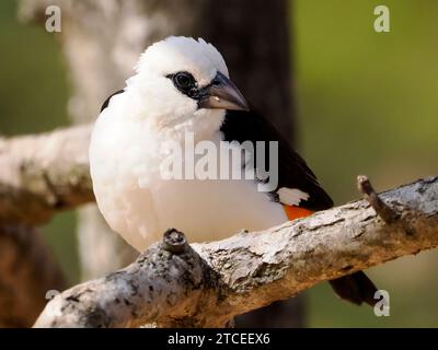 White-headed buffalo weaver (Dinemellia dinemelli) perched on branche and is a species of passerine bird in the family Ploceidae native to East Africa Stock Photo