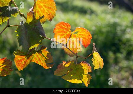 Japanese vineyards of a winery in Amanohashidate in Miyazu in the north of Kyoto in Japan. Stock Photo