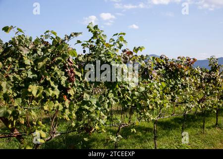 Japanese vineyards of a winery in Amanohashidate in Miyazu in the north of Kyoto in Japan. Stock Photo