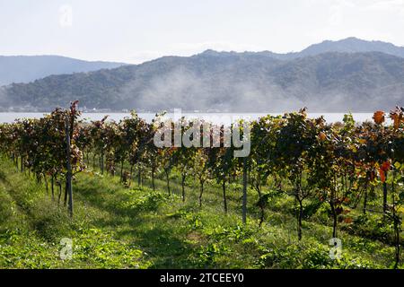 Japanese vineyards of a winery in Amanohashidate in Miyazu in the north of Kyoto in Japan. Stock Photo