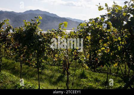 Japanese vineyards of a winery in Amanohashidate in Miyazu in the north of Kyoto in Japan. Stock Photo