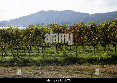 Japanese vineyards of a winery in Amanohashidate in Miyazu in the north of Kyoto in Japan. Stock Photo