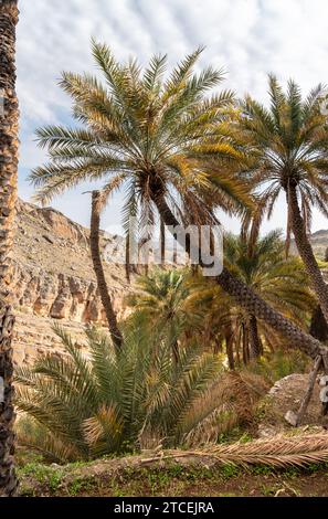 Palm trees oasis at Misfah al Abriyyin or Misfat Al Abriyeen village located in the north of the Sultanate of Oman. Stock Photo