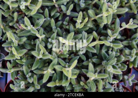 Close top view of foliage with a pattern Stock Photo
