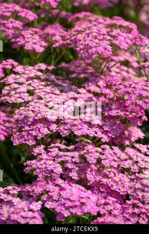 Achillea Pretty Belinda, yarrow Pretty Belinda, Achillea millefolium