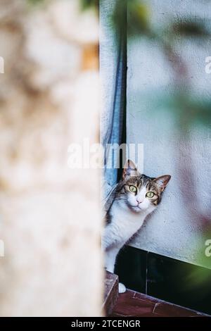 Curious little white and tabby cat looking through the door of the house Stock Photo