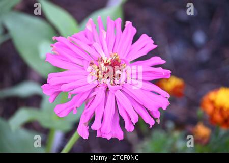 Pink Zinnia in bloom on a summer day n a garden.with Marigolds in the background. Stock Photo