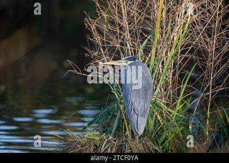 Rear view of a wild, UK grey heron standing isolated by water, looking to the side. Stock Photo