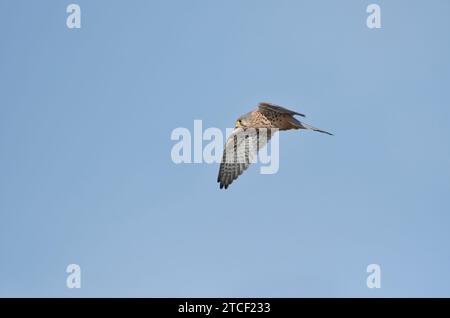 Male common kestrel (Falco tinnunculus) in flight Stock Photo