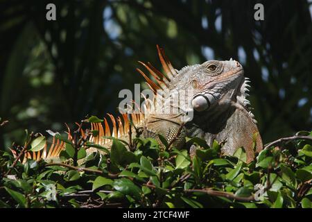 Closeup of large green and orange iguana sunning on top of hedge with shaded palm tree in the background, Florida Keys Stock Photo