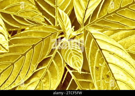 Pop Art Surreal Style Gradient Metallic Gold Colored Plant Leaves Stock Photo