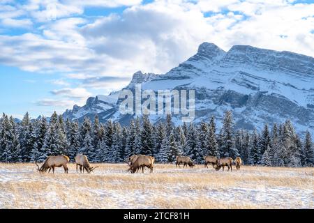 Elk in a field in the Canadian Rockies Stock Photo