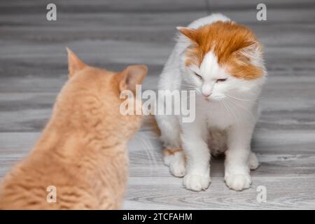 the cat is angry and preparing to attack. conflict between cats. cat ...