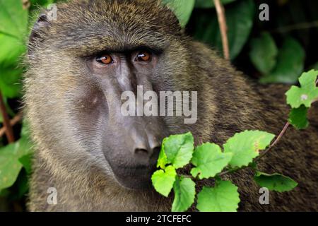 Close-up of an Olive Baboon (Papio anubis). Bigodi Swamp, Uganda Stock Photo