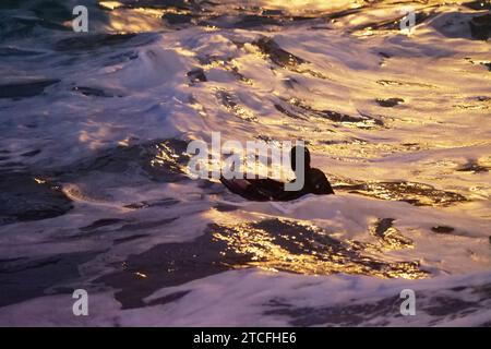 UK Weather, Rain clears and temperatures begin to drop to zero. Met office declares flood warnings across Southern England. Spectators watch from the promenade as powerful waves break. An intrepid bodyboarder is unperturbed by wind driven waves impending darkness and icy cold water at Towan beach Newquay Cornwall UK.  12th December, 2023, Robert Taylor/ Alamy Live News. Stock Photo