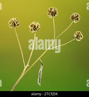 Wingstem Dead Wingstem (Verbesina alternifolia Stock Photo - Alamy