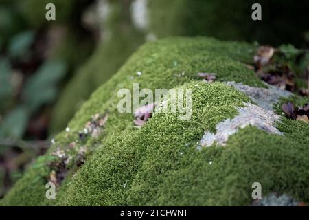 Green moss on stones in the forest, close-up. Beautiful natural background Stock Photo