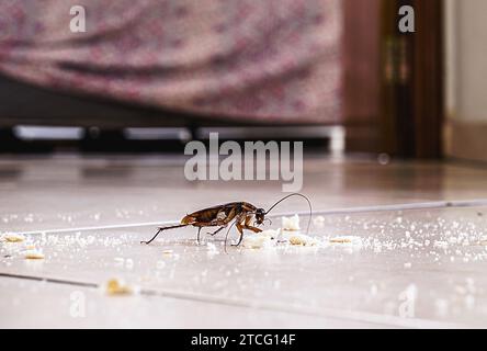 cockroach walking on the floor dirty with bread crumbs, spot focus Stock Photo