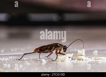 dirty cockroach walking on the floor eating crumbs of garbage, disgusting insect indoors, need for detection Stock Photo