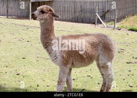 alpaca are slender bodied animals with long legs and neck and small heads and large pointed ears. They are covered in soft fleece Stock Photo