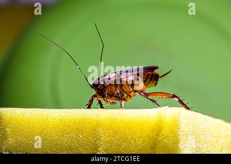 cockroach walking on a washing sponge in the kitchen sink with dirty dishes. Insect contamination and pest concept Stock Photo