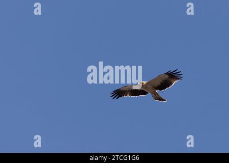 Booted Eagle Hieraaetus pennatus flying in the sky of Southern France Stock Photo