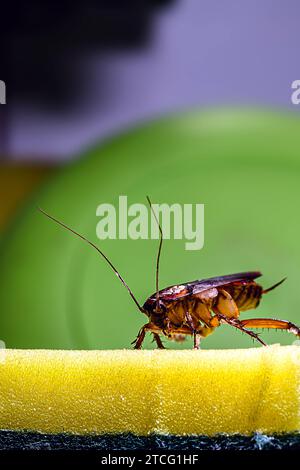 cockroach walking on a washing sponge in the kitchen sink with dirty dishes. Insect contamination and pest concept Stock Photo