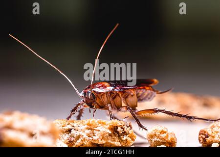 American cockroach walking around the house at night, eating scraps of food on the floor. Stock Photo