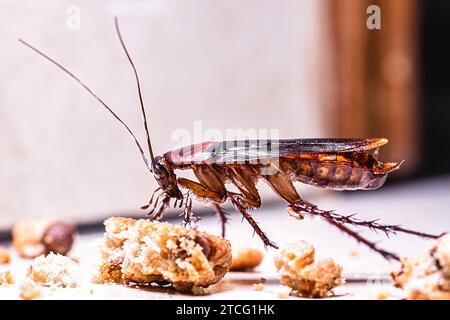 American cockroach walking around the house at night, eating scraps of food on the floor. Stock Photo