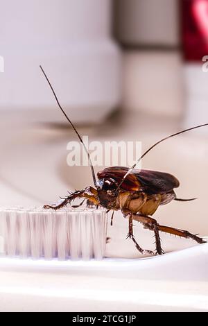 American cockroach feeding on toothbrush. Night insect indoors, concept of pest control and bacterial contamination Stock Photo