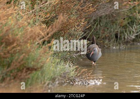 Water Rail Rallus aquaticus wading in a swamp Stock Photo