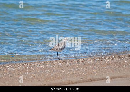 Grey Plover (Pluvialis squatarola) feeding by the sea. Stock Photo