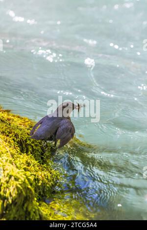 American Dipper, Cinclus mexicanus, carrying food to nest in Dosewallips River Valley, Olympic National Forest, Washington State, USA Stock Photo