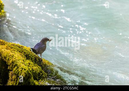 American Dipper, Cinclus mexicanus, carrying food to nest in Dosewallips River Valley, Olympic National Forest, Washington State, USA Stock Photo