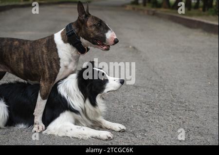 Two dogs are hugging on a walk. Border collie and bull terrier.  Stock Photo