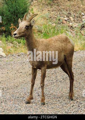 rocky mountain  big horn sheep ewe standing on the trail in waterton canyon, littleton, colorado Stock Photo