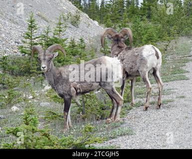 pair of rocky mountain bighorn sheep rams in the forest  in jasper national park, alberta, canada Stock Photo