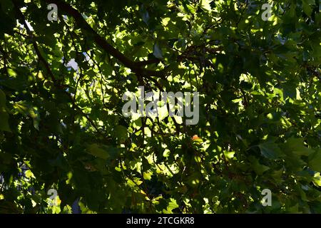 Sun shining through the lush green foliage, green leaves on branches in the shade Stock Photo