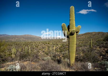 Single Saguaro Cactus Stands Tall On Hill Side Over Valley Of Other Cactus in Saguaro National Park Stock Photo