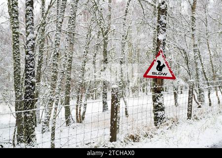 Red Squirrel warning sign on snowy trees. Grantown on Spey, Highlands, Scotland Stock Photo