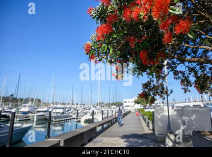 Pohutukawa trees in full bloom. Unrecognisable people and yachts at Westhaven Marina. New Zealand Christmas tree. Stock Photo