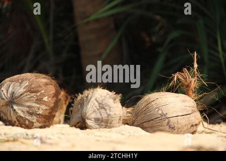 A picturesque scene of three coconuts lying on the sandy beach in front of a tropical beach palm tree. Stock Photo