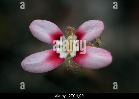 Matted Triggerplant, Stylidium repens. Stock Photo