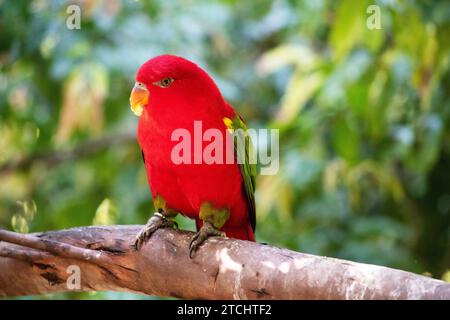 The chattering lory has a red body and a yellow patch on the mantle. The wings and thigh regions are green and the wing coverts are yellow. The tail i Stock Photo